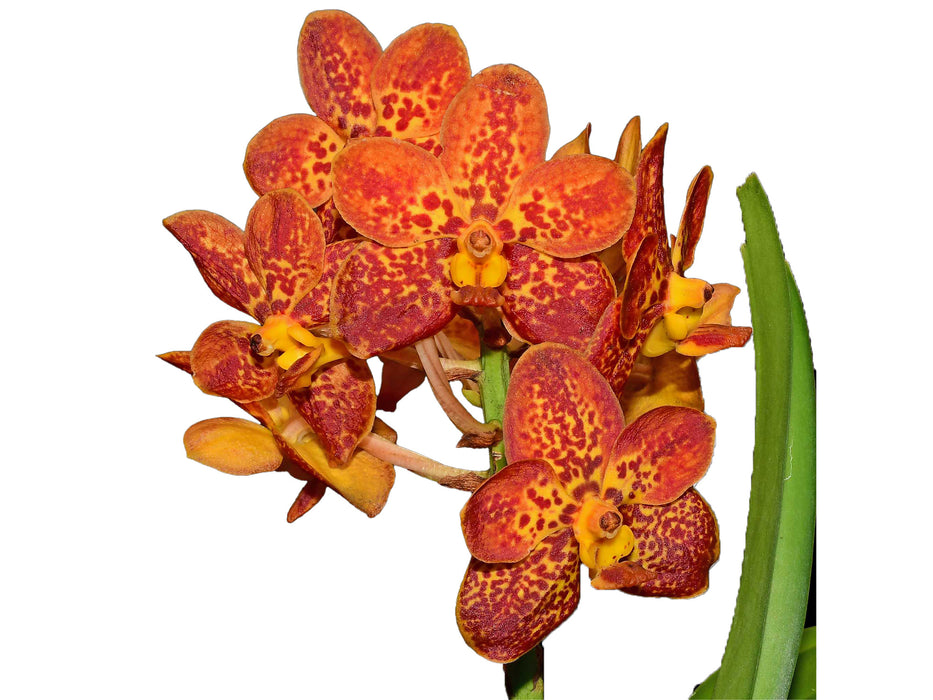 Vanda Crownfox Golden Dawn