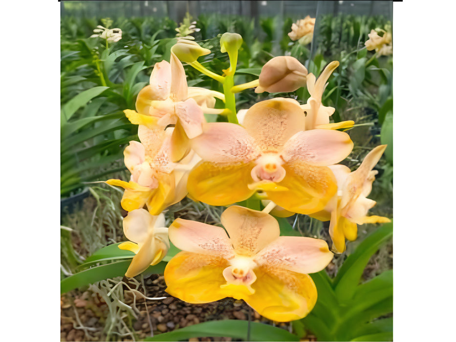 Vanda Deb Boersma