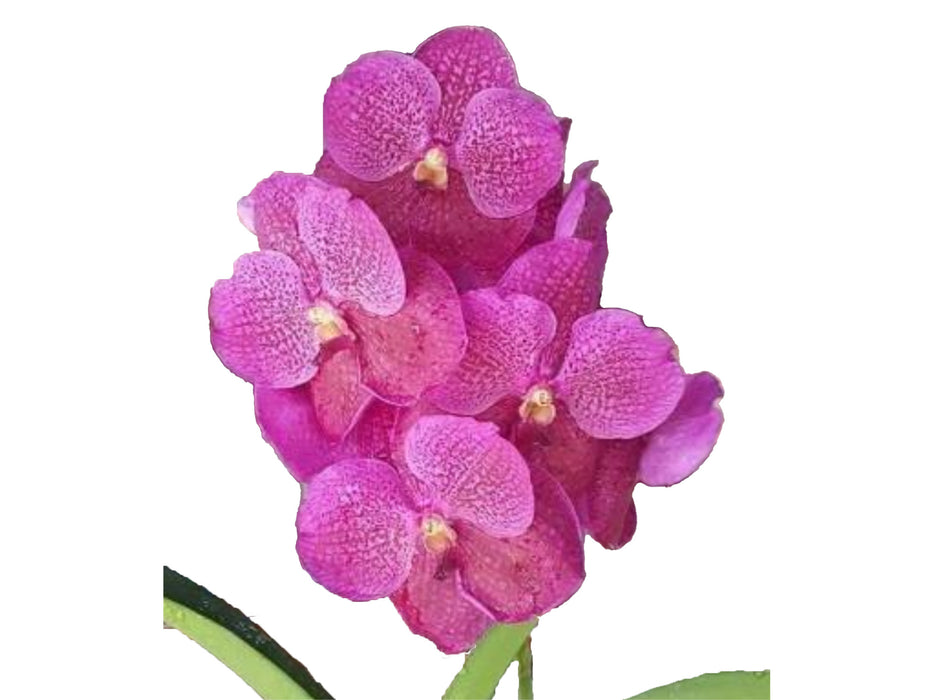 Vanda Dino Dream