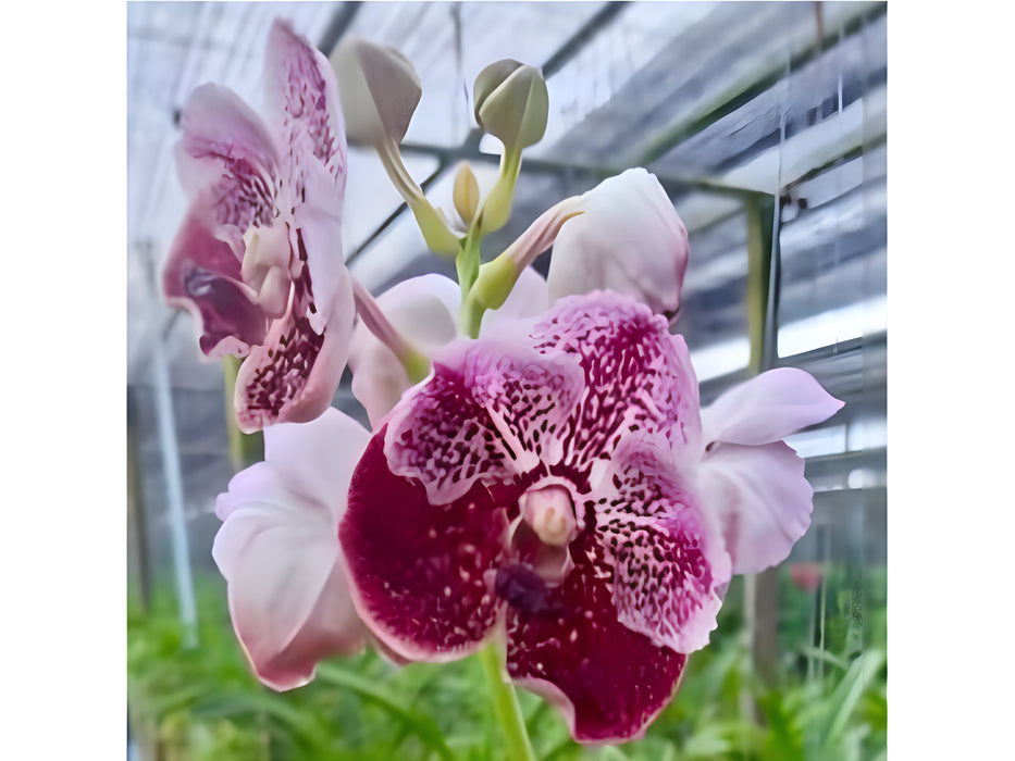Vanda Dr Della Suantio Lee