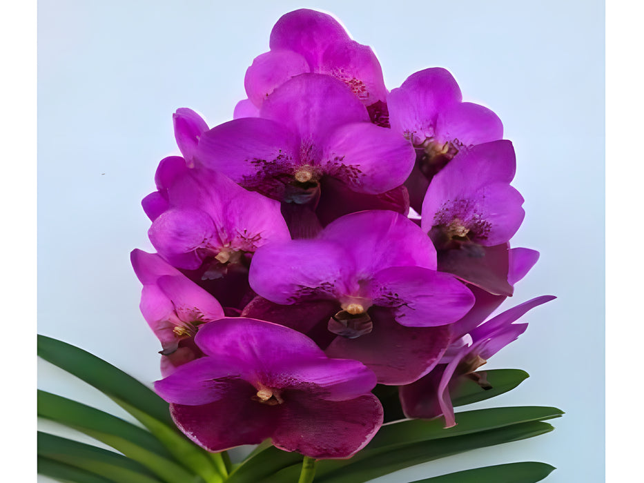Vanda Elly Carrol