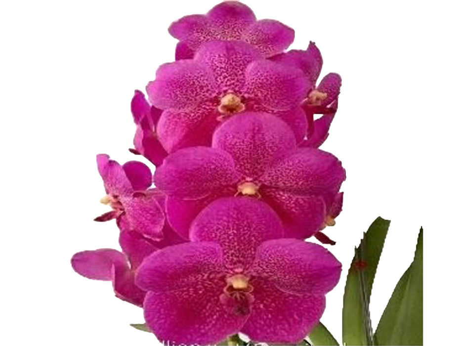 Vanda Gordon Dillon x V. Ponpimol