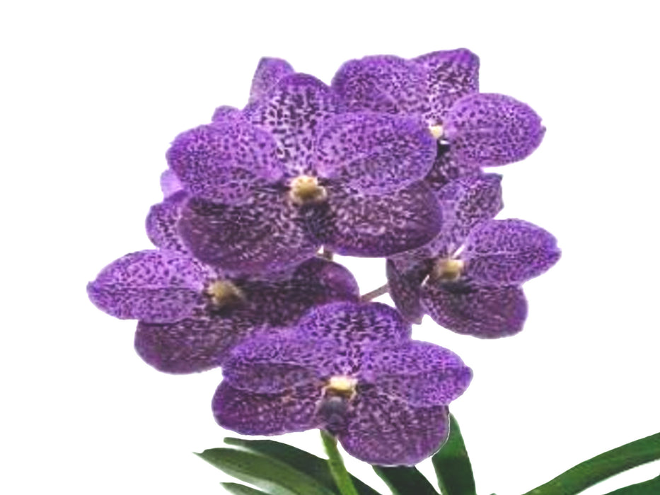 Vanda Gordon Dillon x Vanda (Dr. Anek x Britz's Heartthrob)