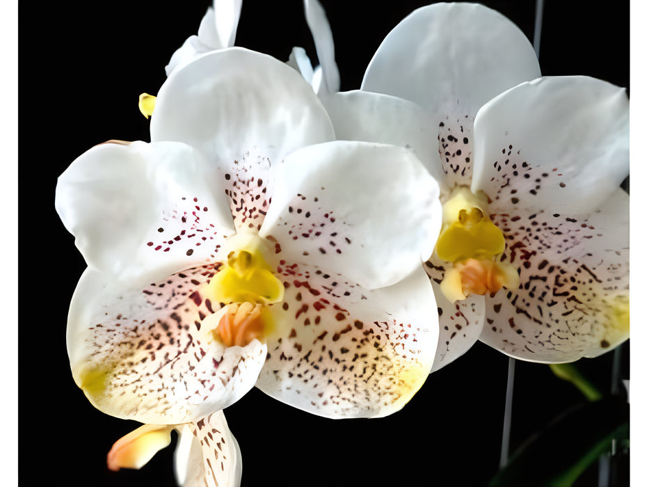 Vanda Kultana Gold 'White Spots'