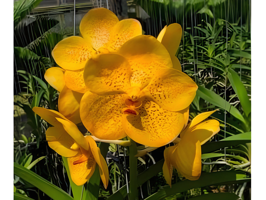 Vanda Kultana Gold x (Suksumran Spot x Tumtim Velvet)