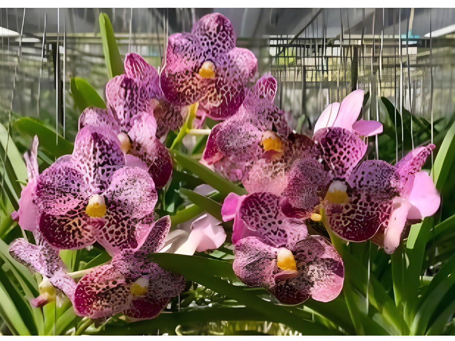 Vanda (Kulwadee Fragrance x Chaopraya Sapphire)