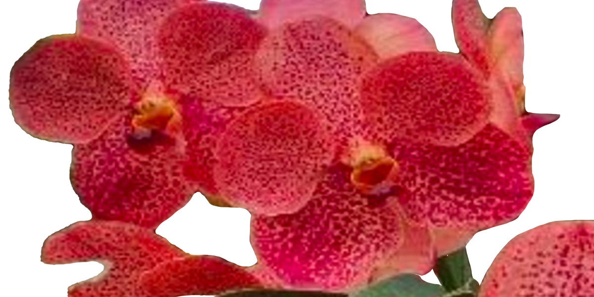 Vanda_Kulwadee_Fragrance_x_Van