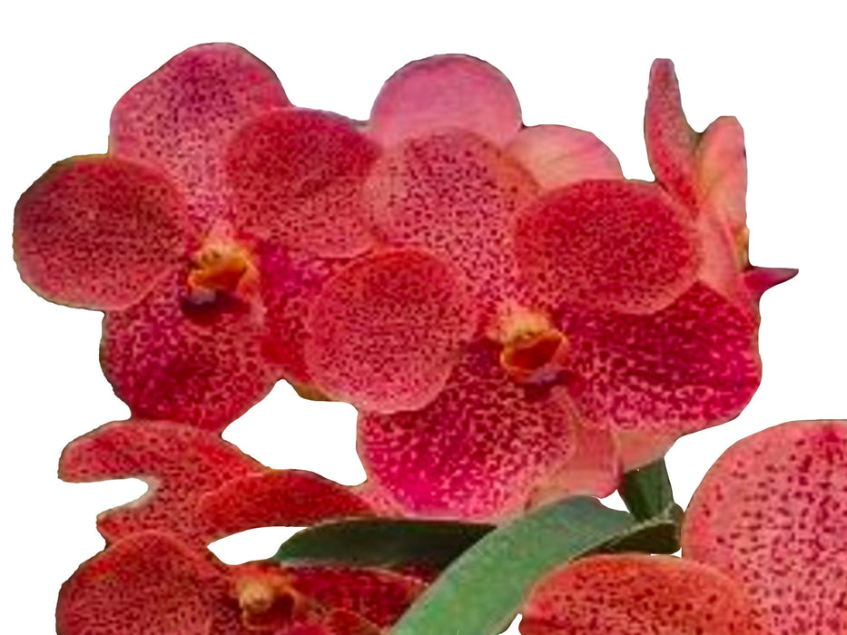 Vanda Kulwadee Fragrance x Vanda Dr. Anek (Orange)