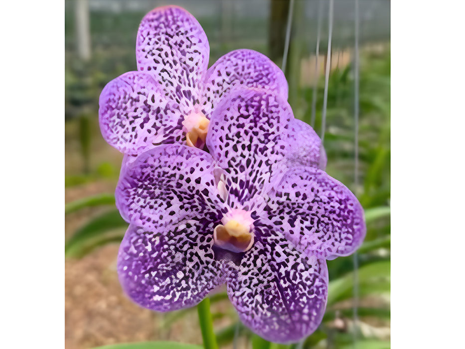 Vanda Memoria T. Rodsawad
