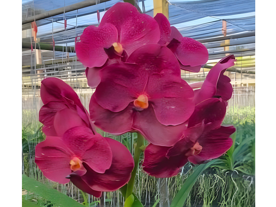 Vanda Memoria Ted Carter