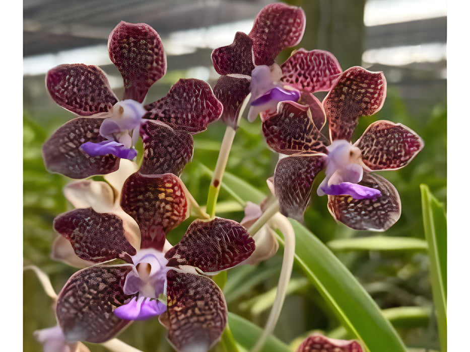Vanda Mimi Palmer