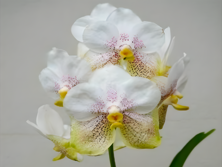 Vanda Nakornsawan Belle x Tumtim Velvet