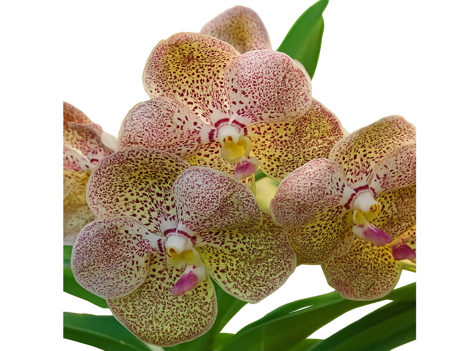 Vanda Oranuch 38
