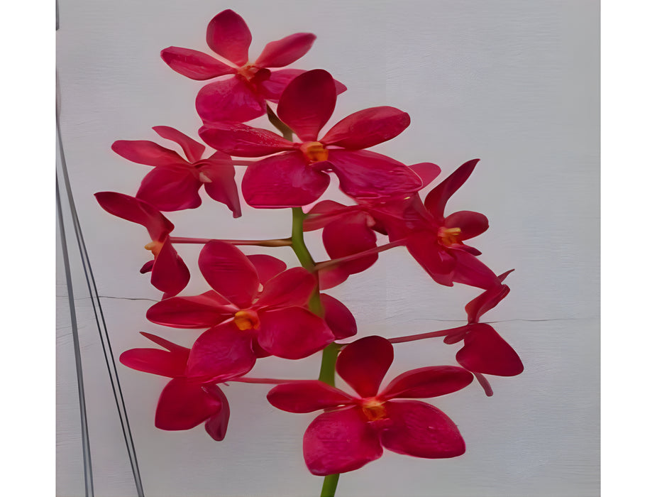 Vanda Philippine x Vanda Dr. Anek