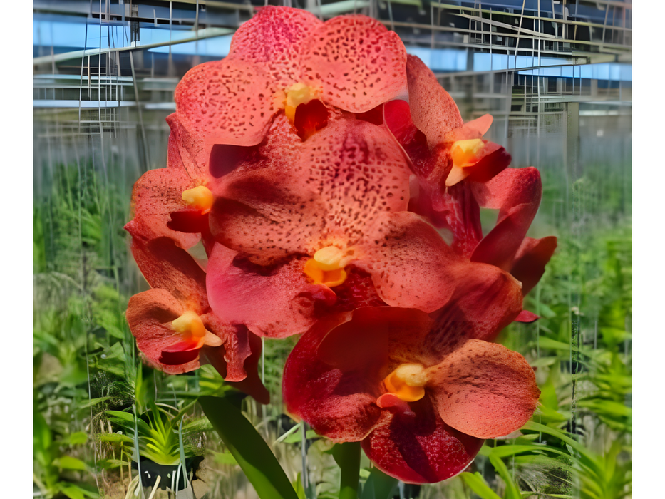 Vanda Pintuwadee