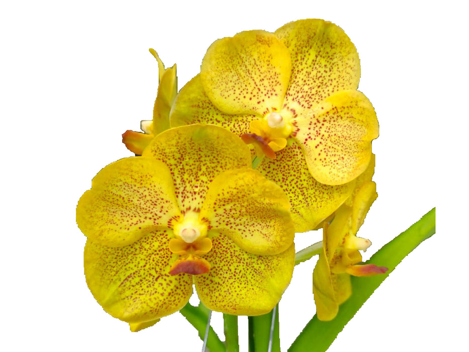 Vanda Ratchaburi Beauty