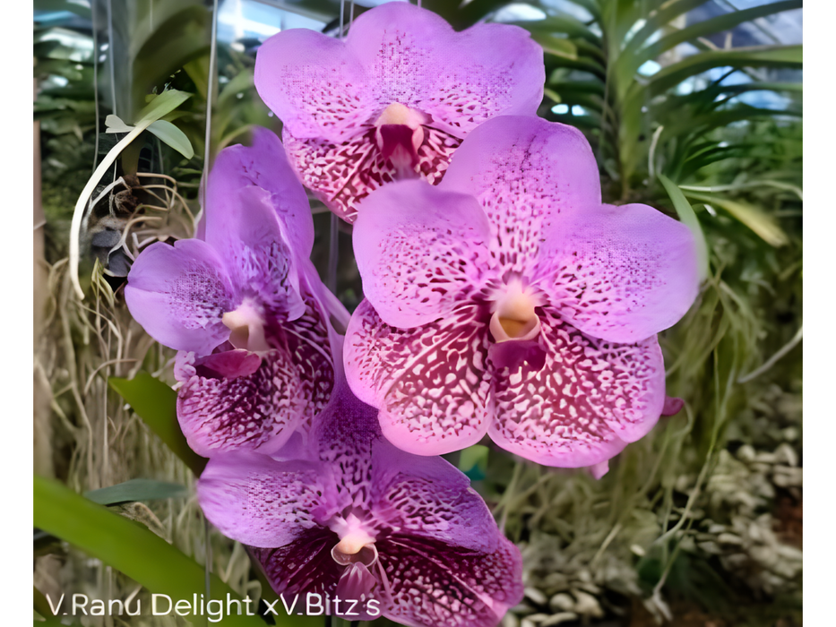 Vanda Renu Delight x Britz's Heartthrob