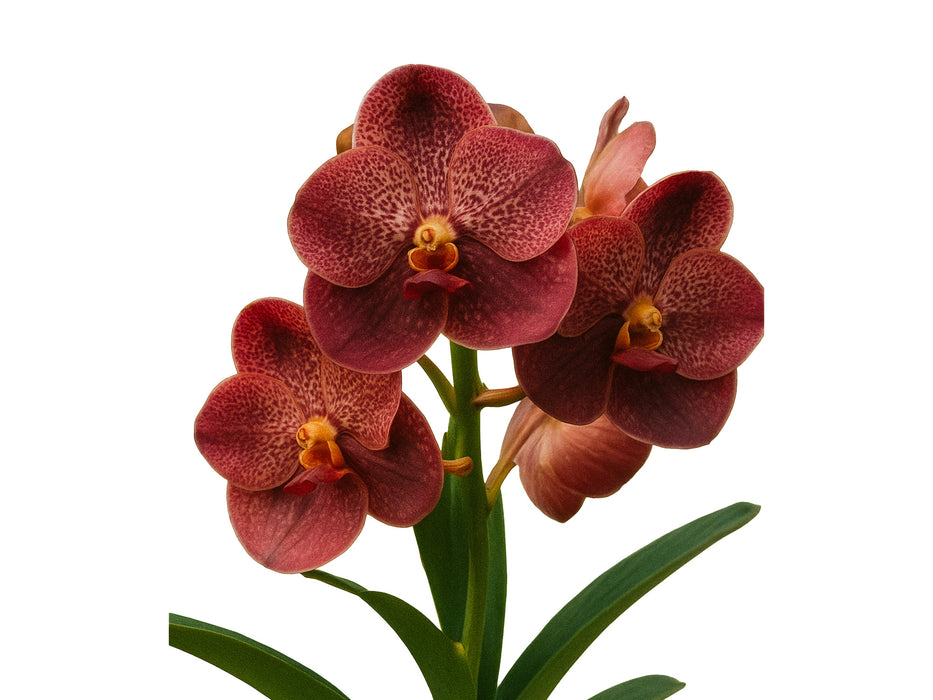 Vanda Rijiroj