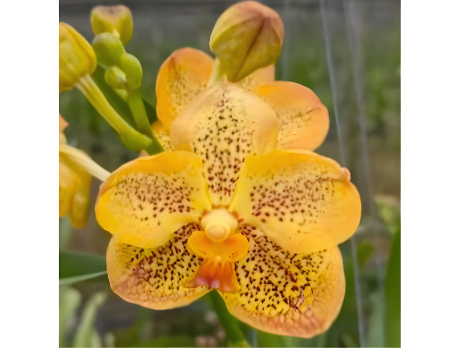 Vanda Sanchia Gold Spots