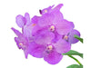 Vanda Saowapa Diamond