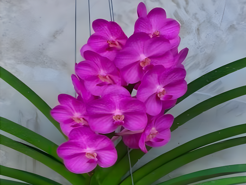Vanda Siripath pink