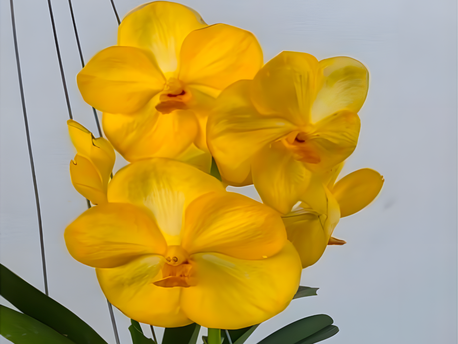 Vanda Siriwan