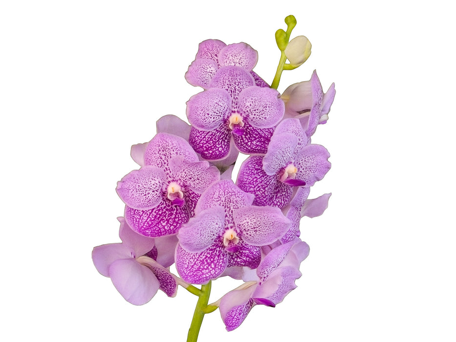 Vanda Somsri Blue Classic x Vanda Chulee