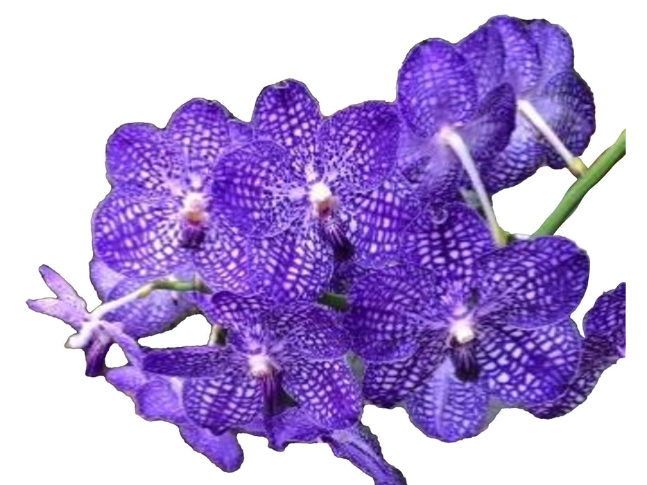 Vanda Somsri Blue Classic x Vanda Pakchong Blue