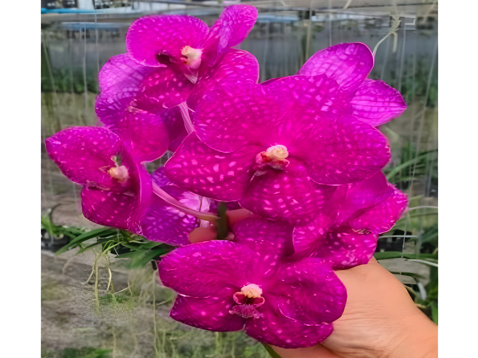 Vanda (Somsri Pink x Siriporn Pink)