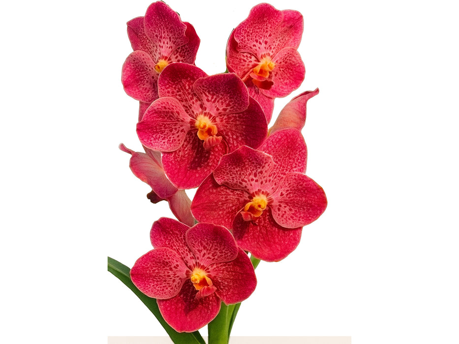 Vanda Sunlay x Vanda Dr. Anek