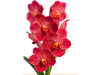 Vanda Sunlay x Vanda Dr. Anek