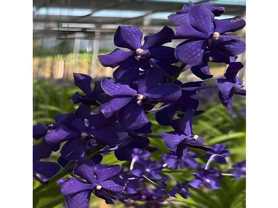 Vanda Suwannaphum Blue Finch