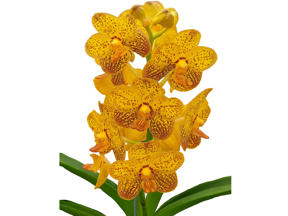 Vanda Suwannaphum Butterfly
