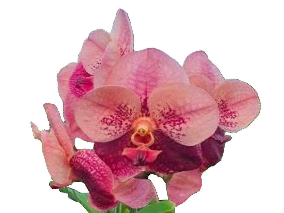 Vanda Suwannaphum Cardinal