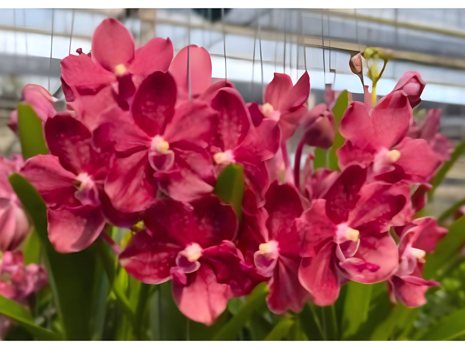 Vanda Suwannaphum Choco
