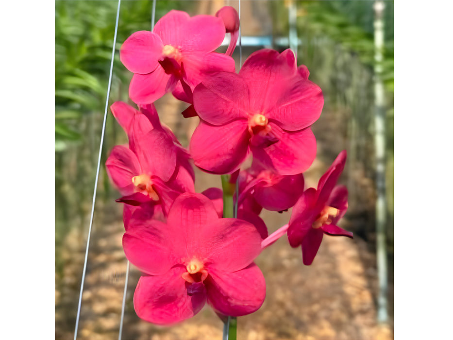 Vanda Suwannaphum Crimson