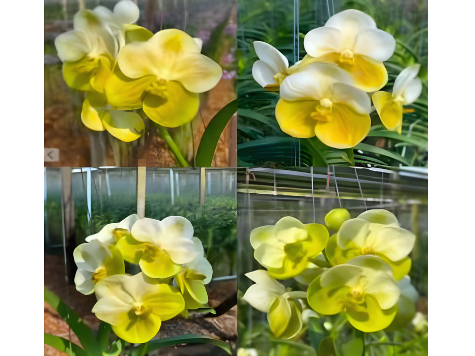 Vanda Suwannaphum Emerald