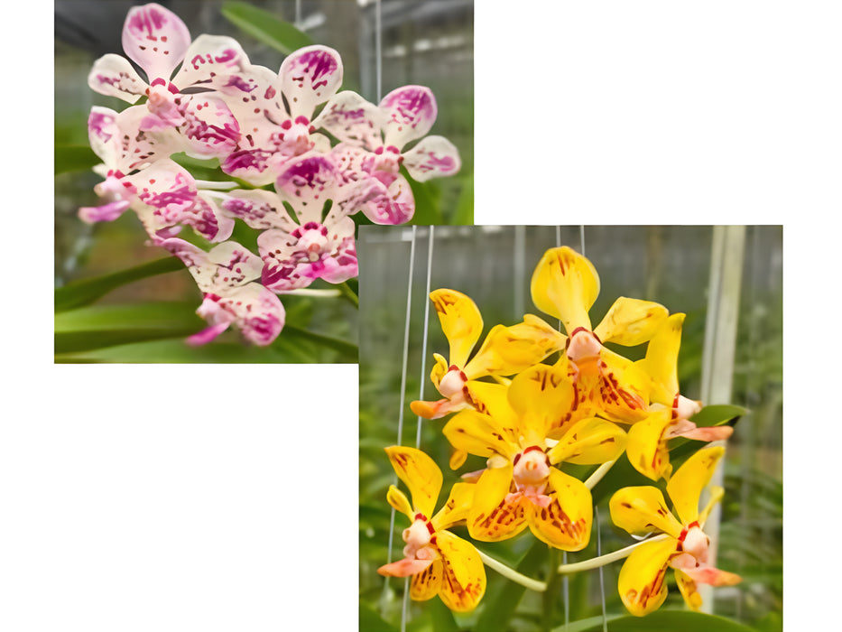 Vanda Suwannaphum Starling