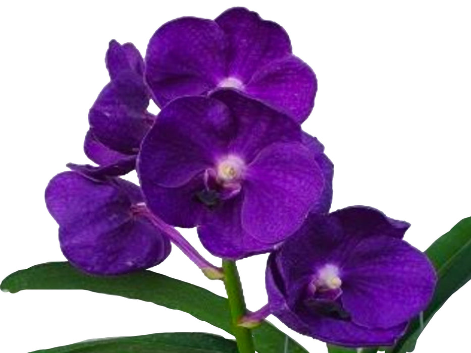 Vanda Tri Star Blue