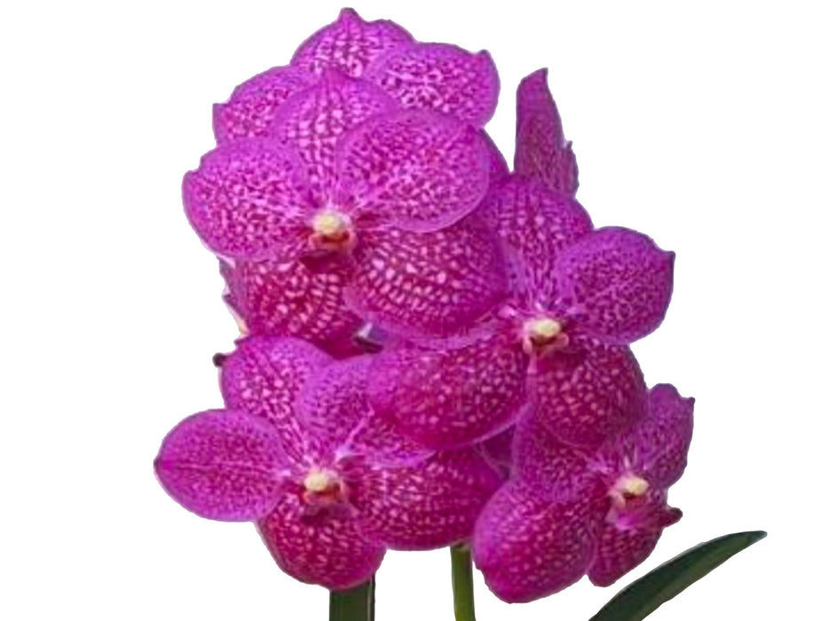 Vanda Tung Tung Diamond