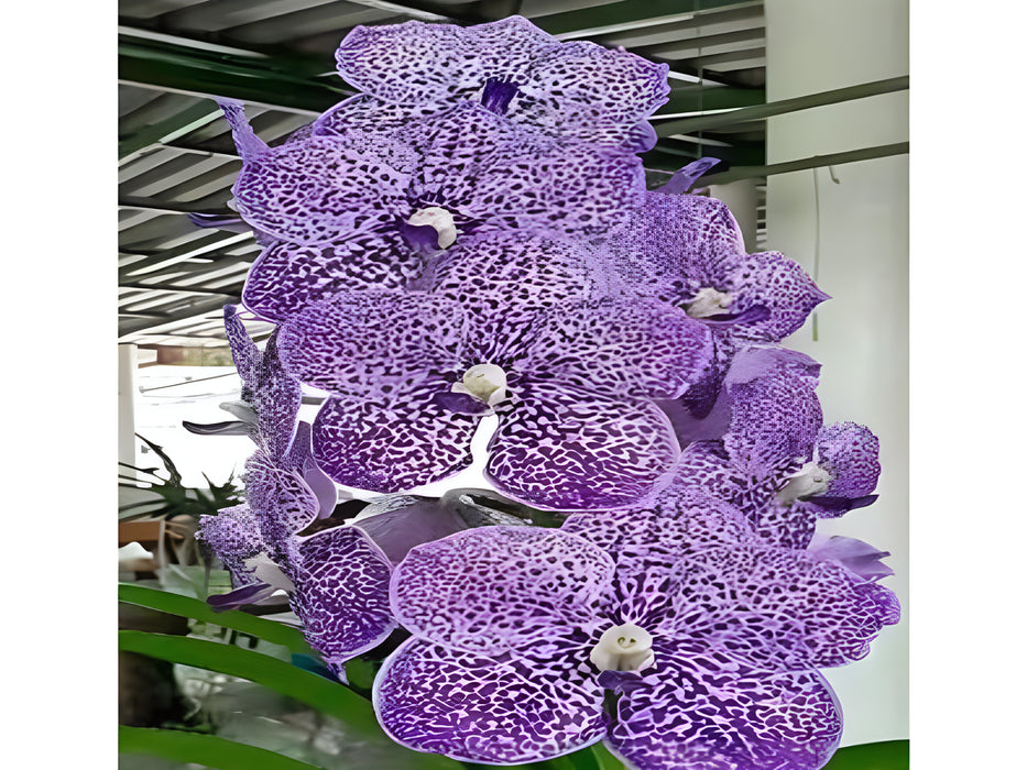 Vanda Yano blue