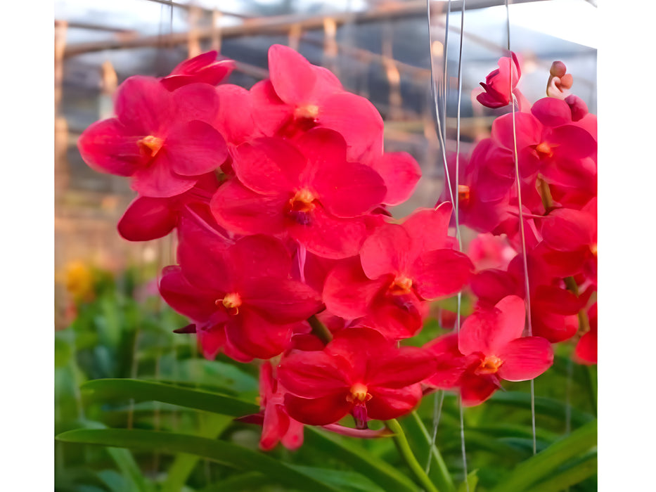 Vanda (Yibsumwah x Meda Anold)