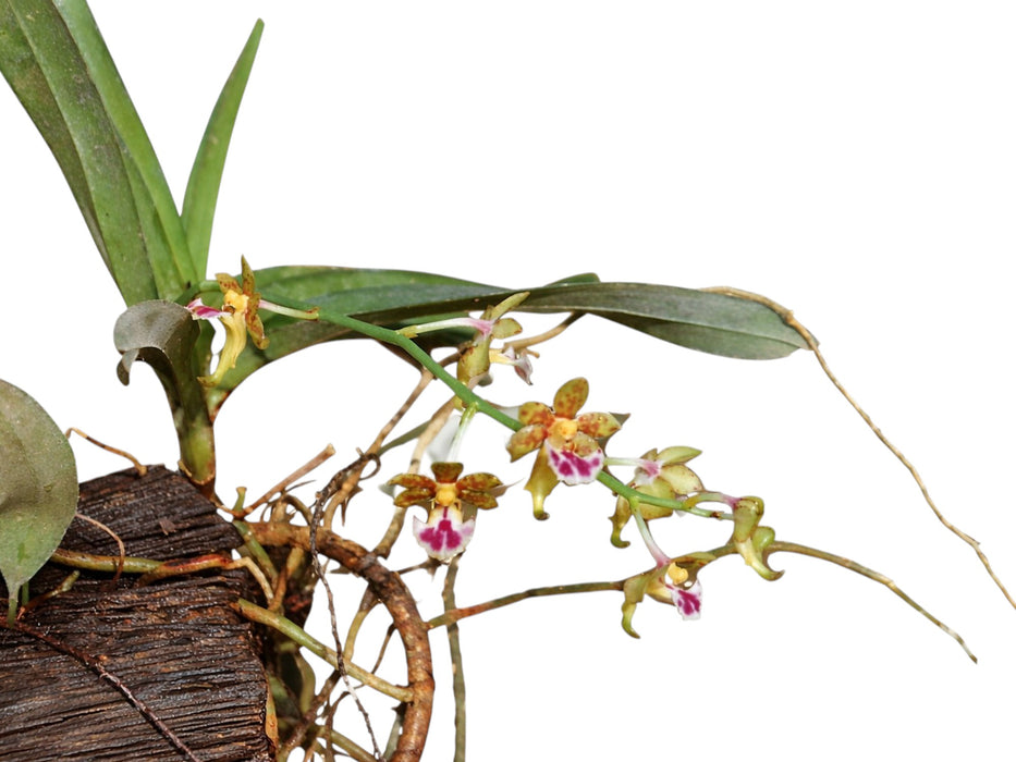 Vanda flabellata