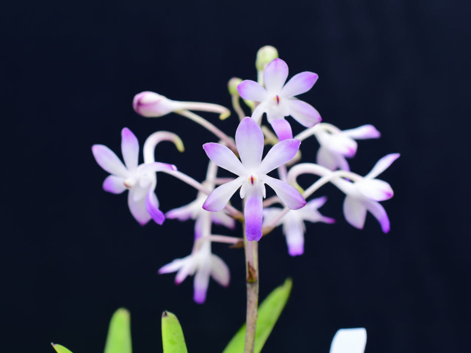 Vandachostylis Lou Sneary 'Shoutemo'