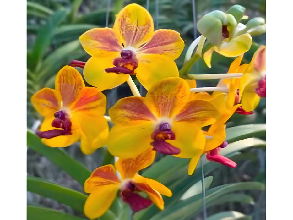Vandachostylis Ploenpit Prize