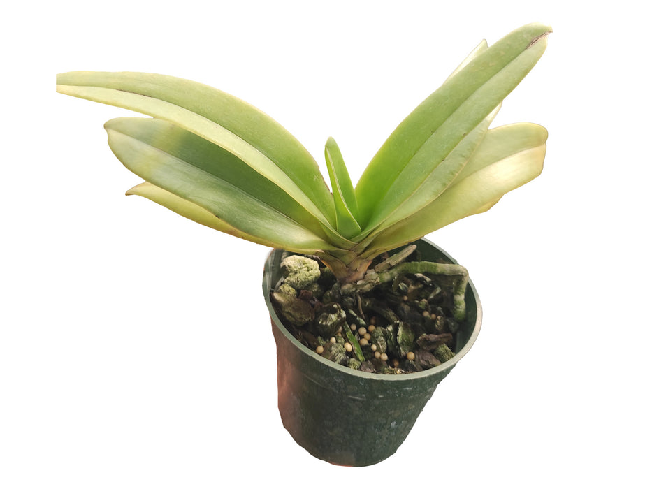 Vandopsis gigantea x self