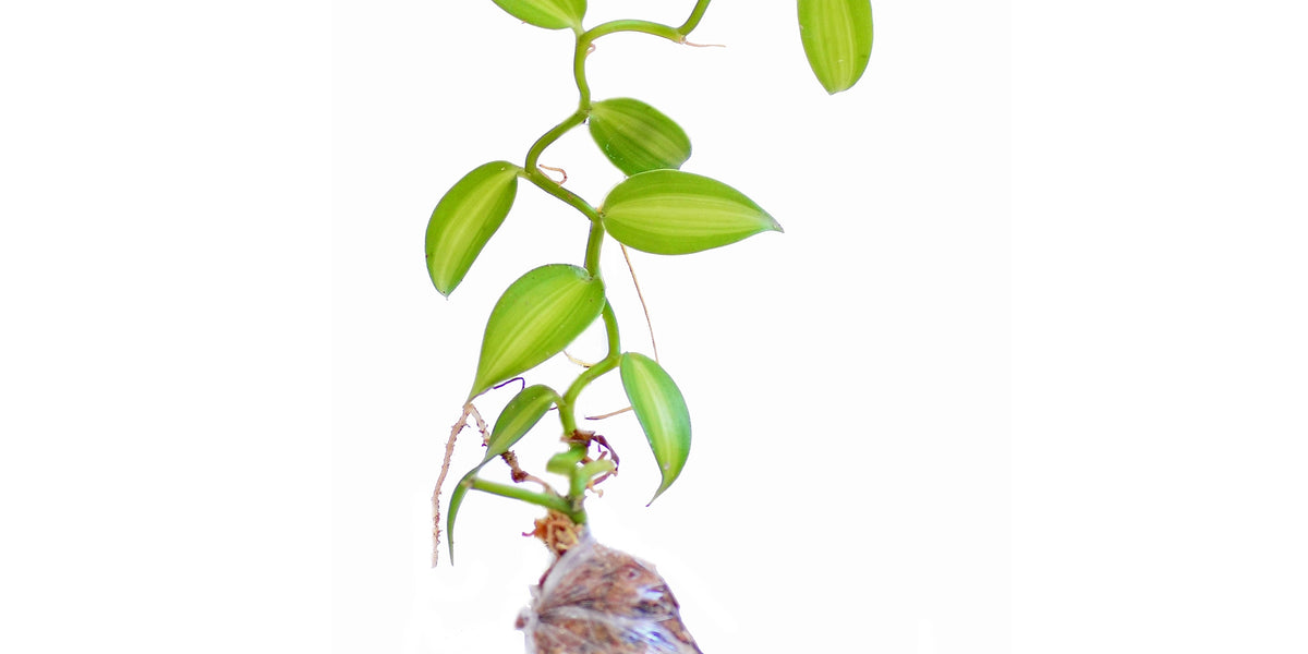 Vanilla planifolia variegada — Ecuagenera USA Corp