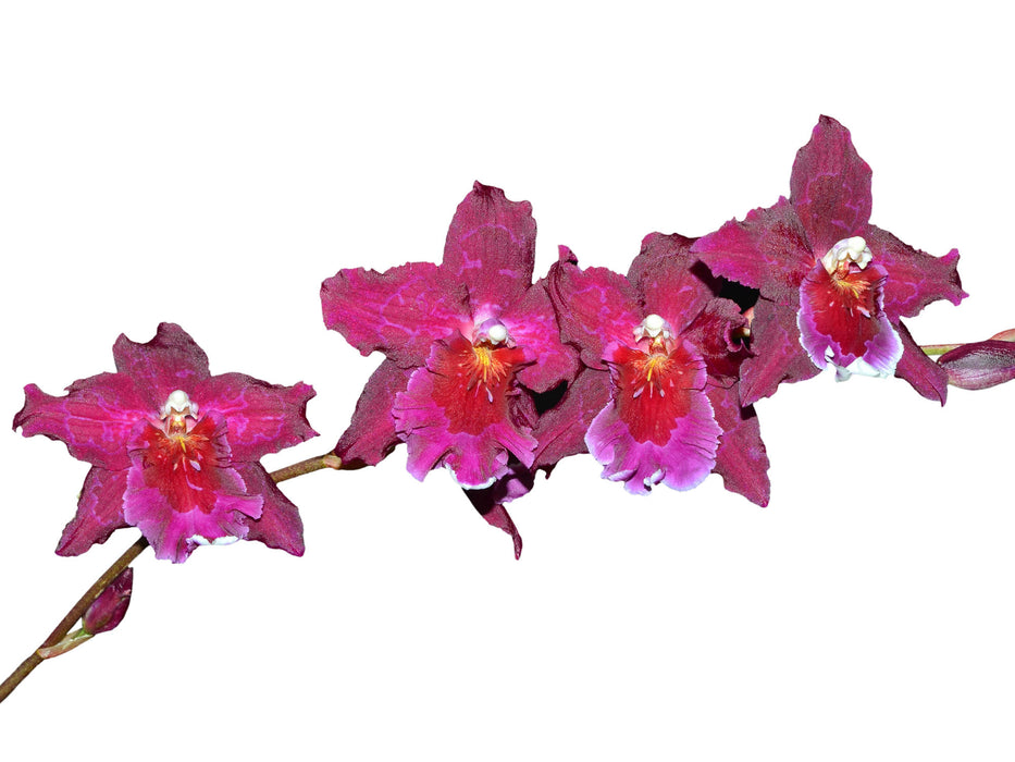 Miltonidium Aloha Passion 'Golden Gate'