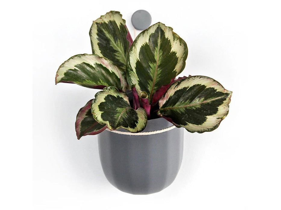 Loop Hanging or Wall Planter