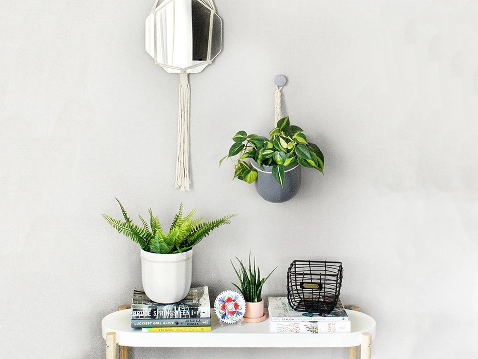 Loop Hanging or Wall Planter
